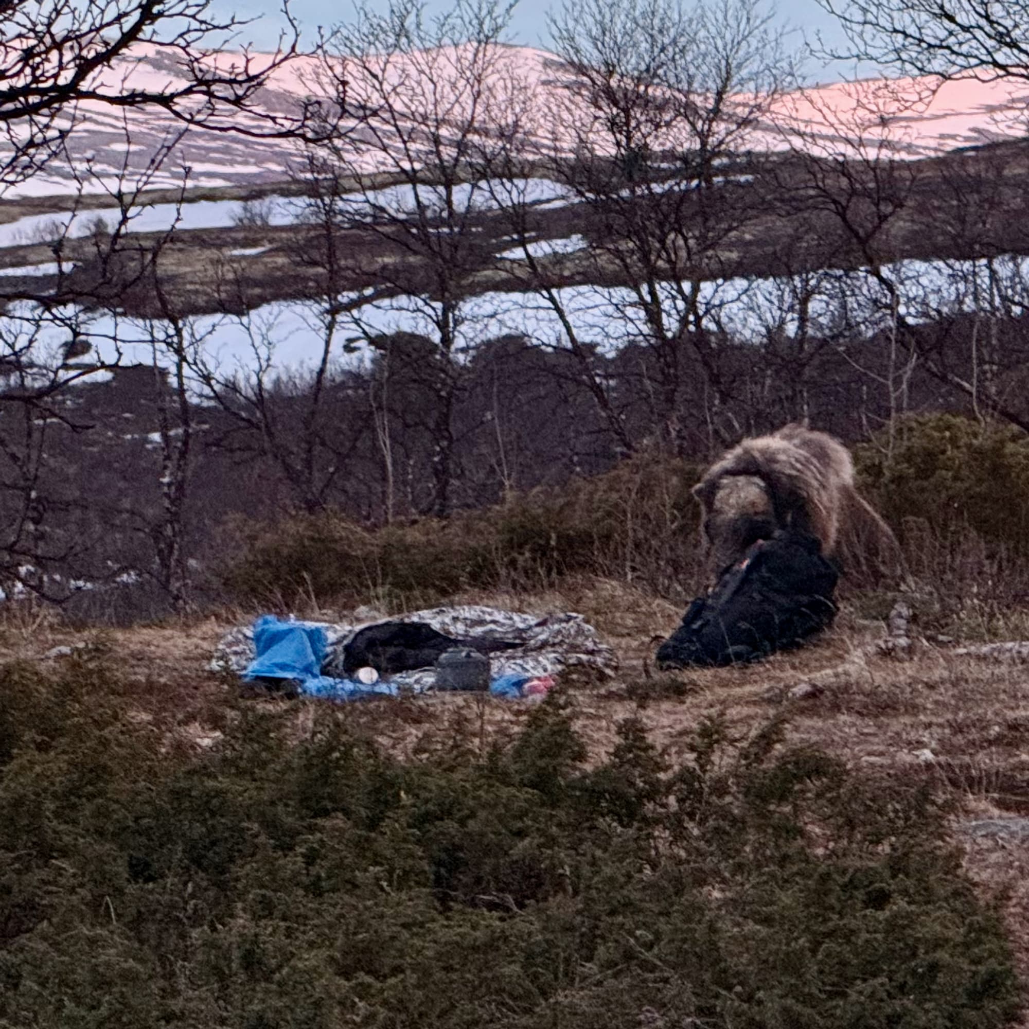 Bilde av en moskus ute i naturen som står ved siden av et område med sovepose liggende på bakken.