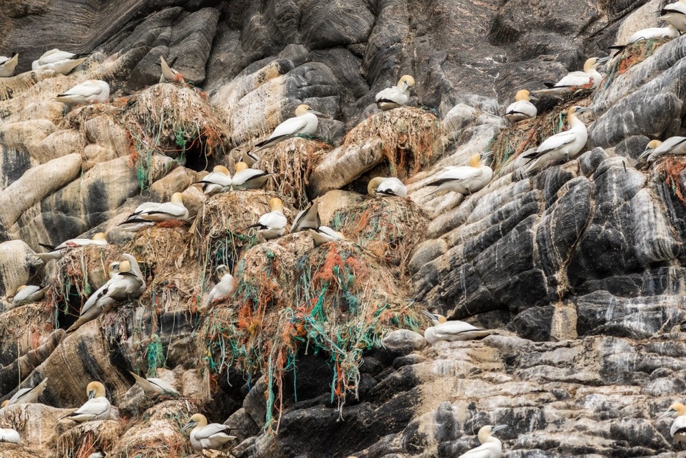 Fuglefjellet på Runde er fullt av plast: – Det er frykteleg trist
