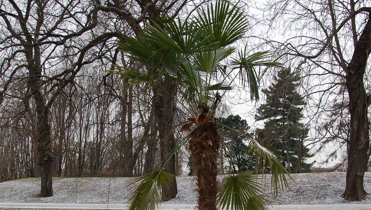 Farlig tidlig vår – NRK Kultur og underholdning