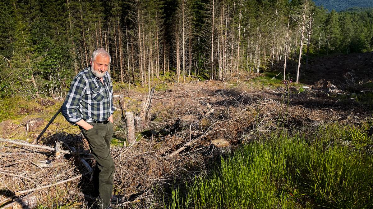 Vi Hogger Mer Skog Enn Vi Planter - Nyheter Idag