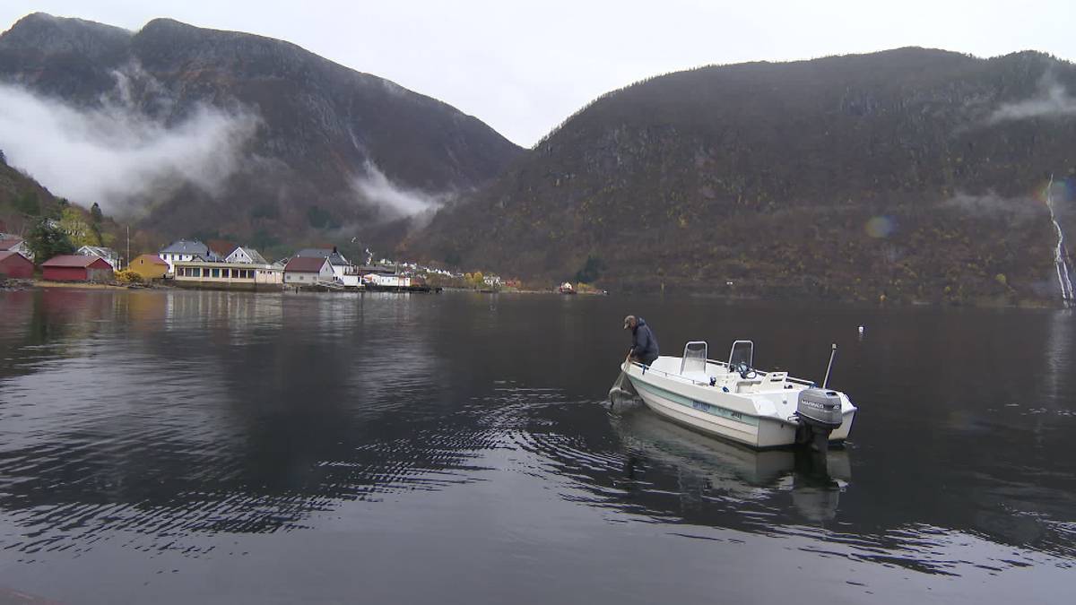 40,000 salmon may have escaped from farms in the Sognefjord – NRK Vestland