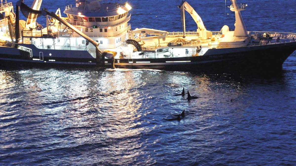 Kval utfordrar fiskarane: – Det har blitt eit kjempestort problem for oss