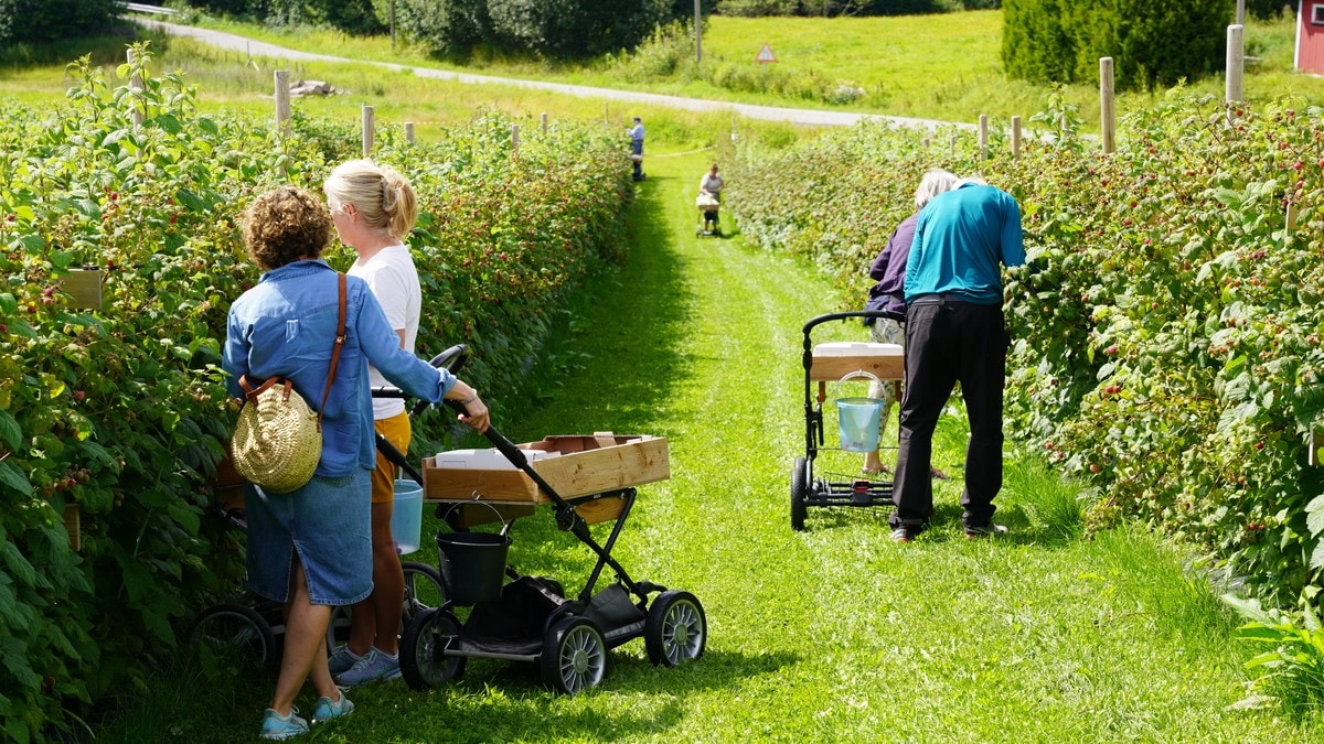 Økende bærtrend – folk står i kø for å slippe inn