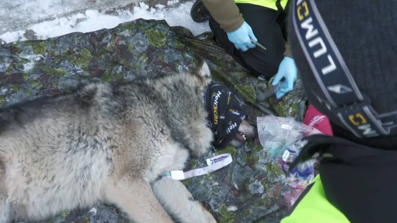 Elgåulven bedøvet og klar for flytting for andre gang, fra Østerdalen til Østfold.