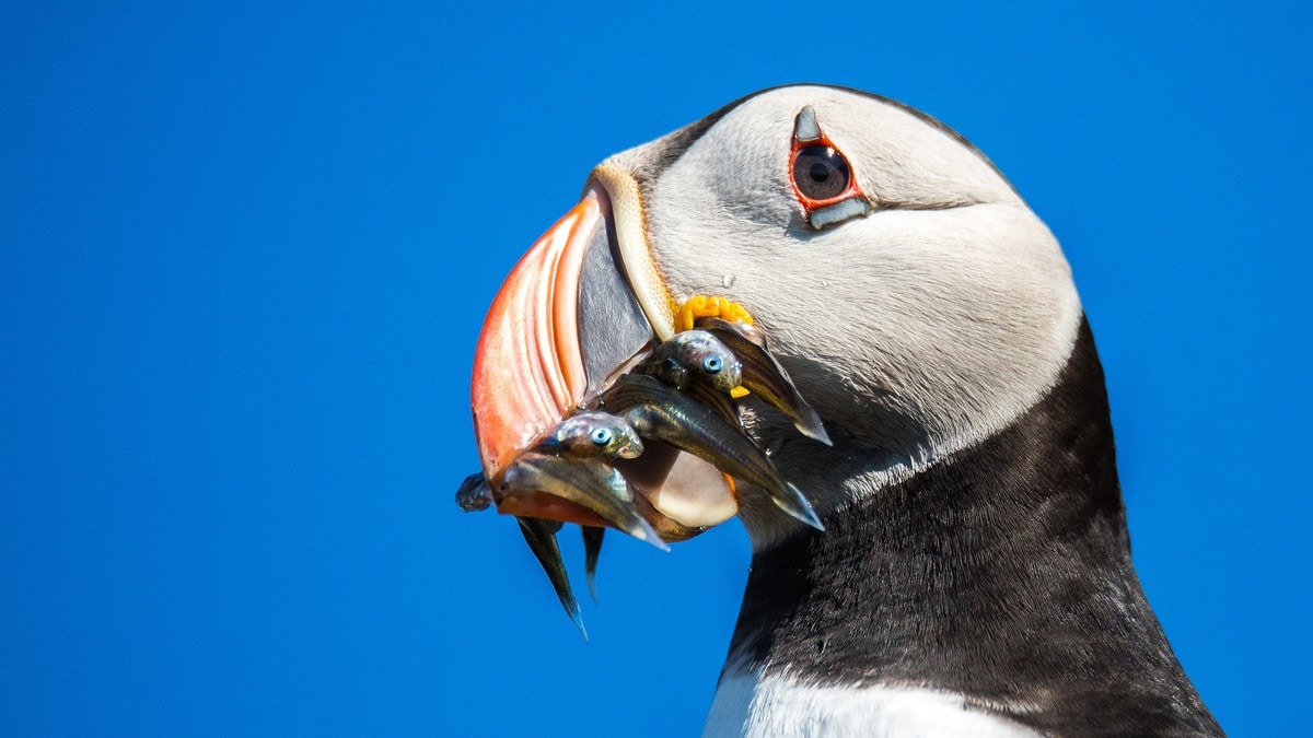 Trosser advarsler – ny oljetillatelse i matfatet til lundefuglen