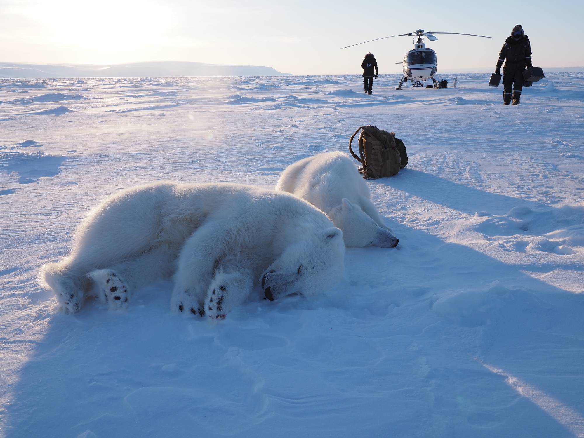 Norsk Polarinstitutt på det årlige isbjørntoktet