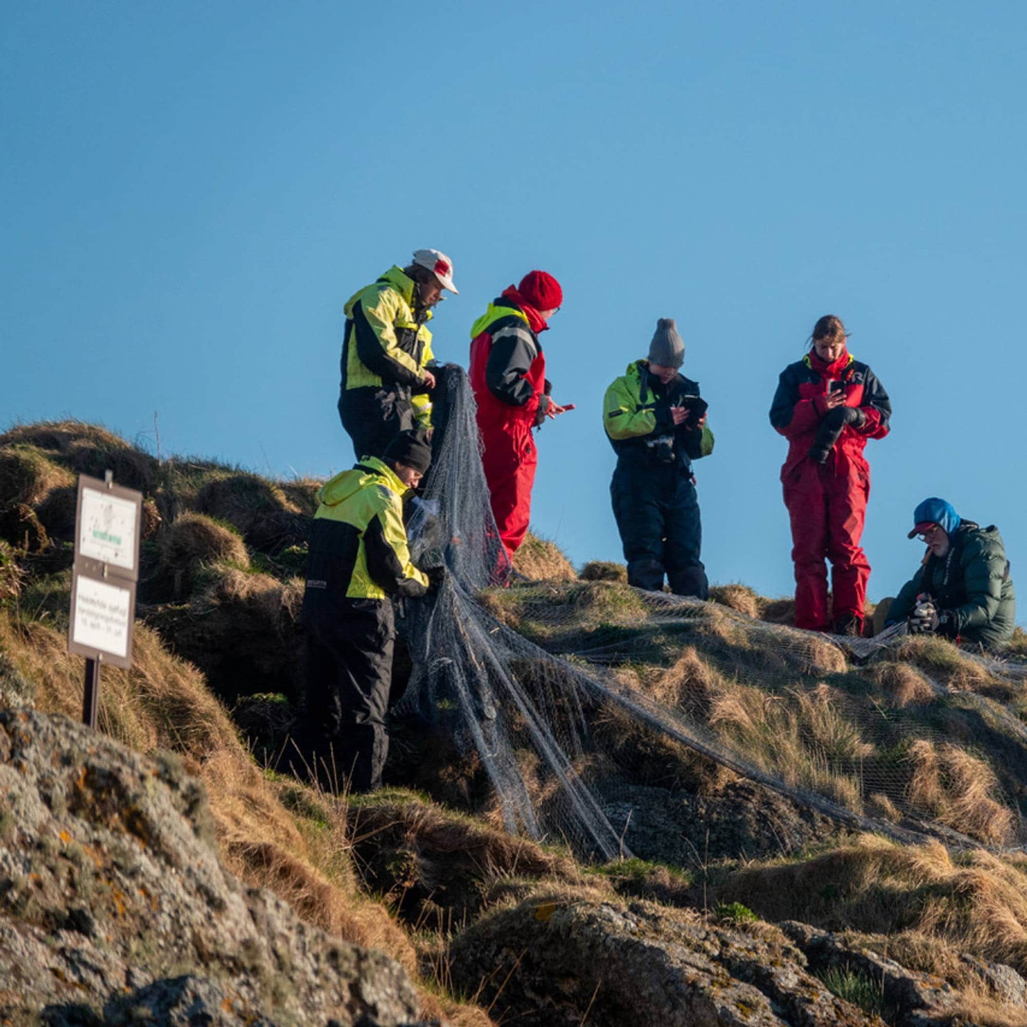 Folk som jobber med å berge lundefugl fra nett
