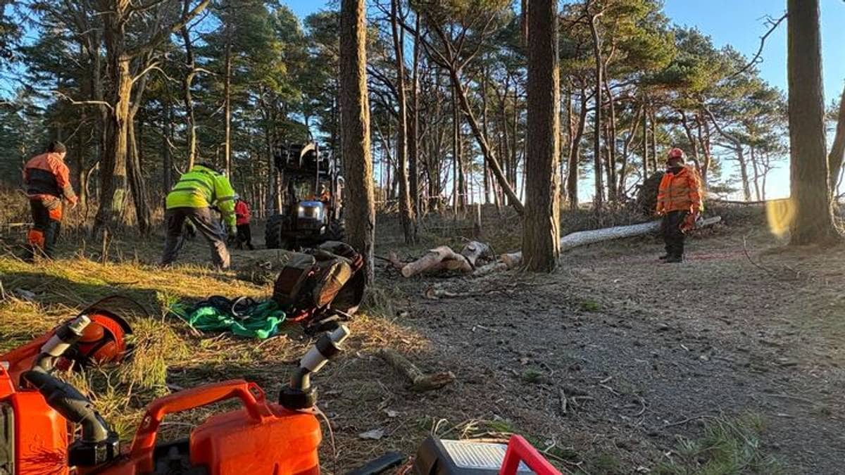 Nå fjernes ødelagte trær i nasjonalparken