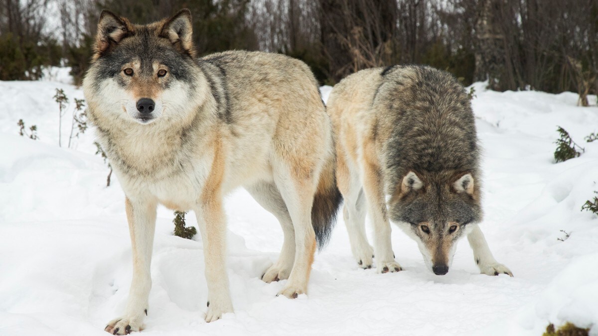 Statens anke over ulvedom behandles i Høyesterett
