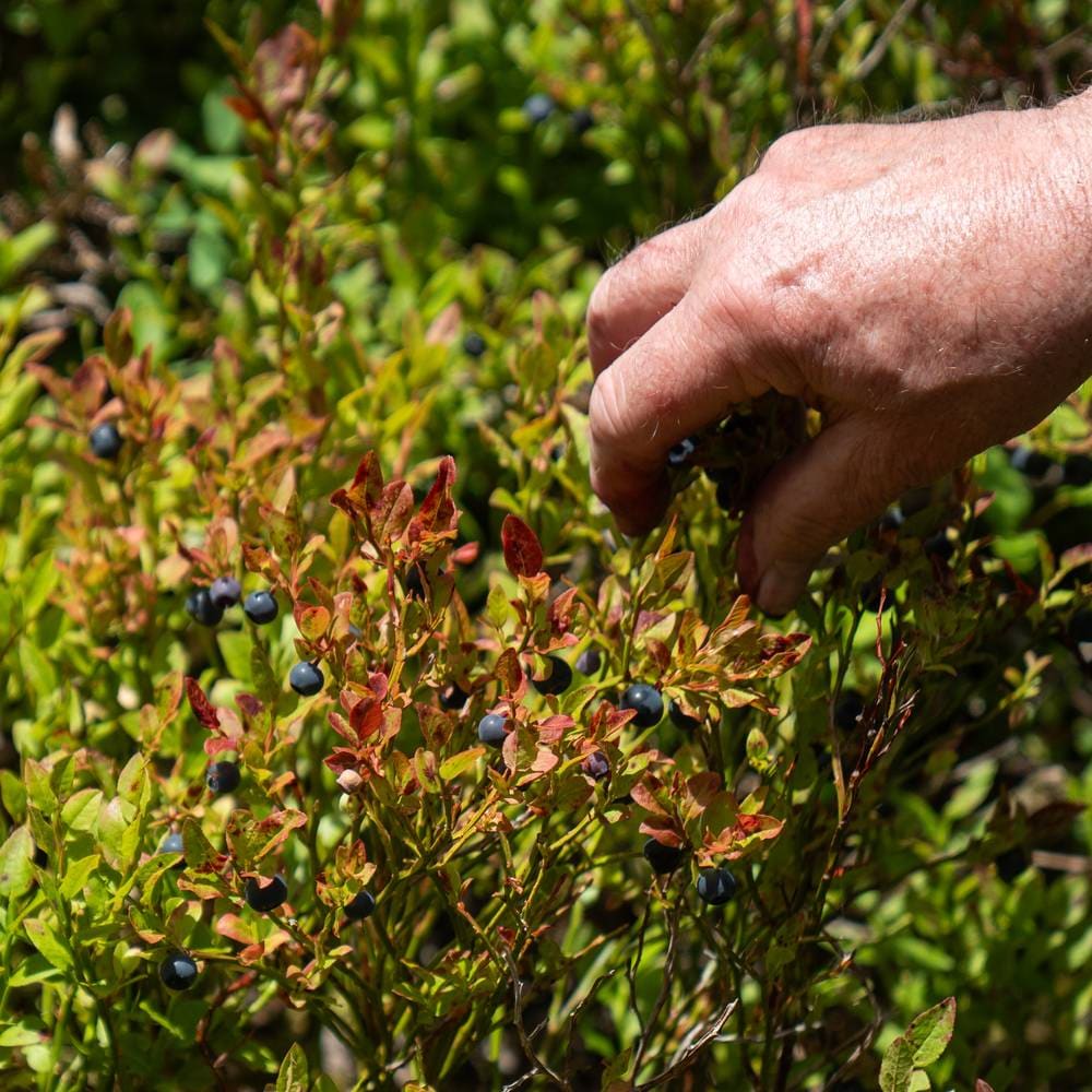 Tidlig blåbærsesong i hele Norge – Fred Øie plukker litervis med blåbær ...