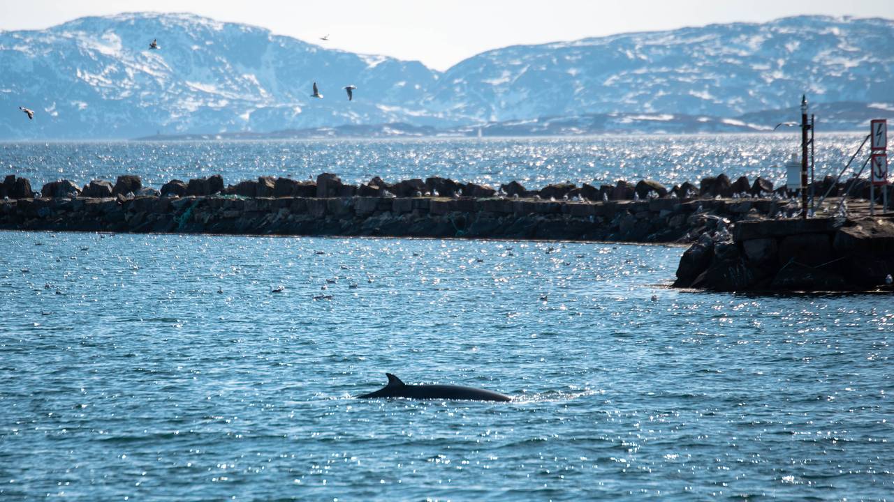 Hval i havnebassenget i Vadsø