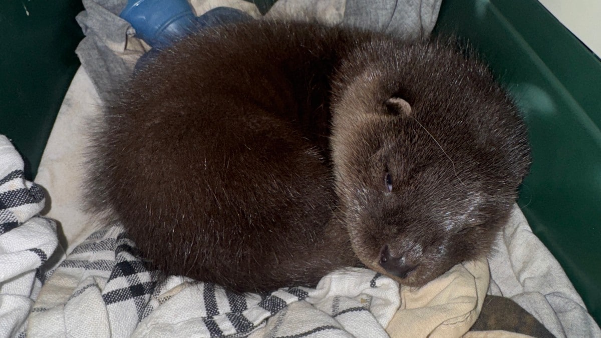 Snek seg på ferga i Loppa: Fikk seg ny mor for en natt