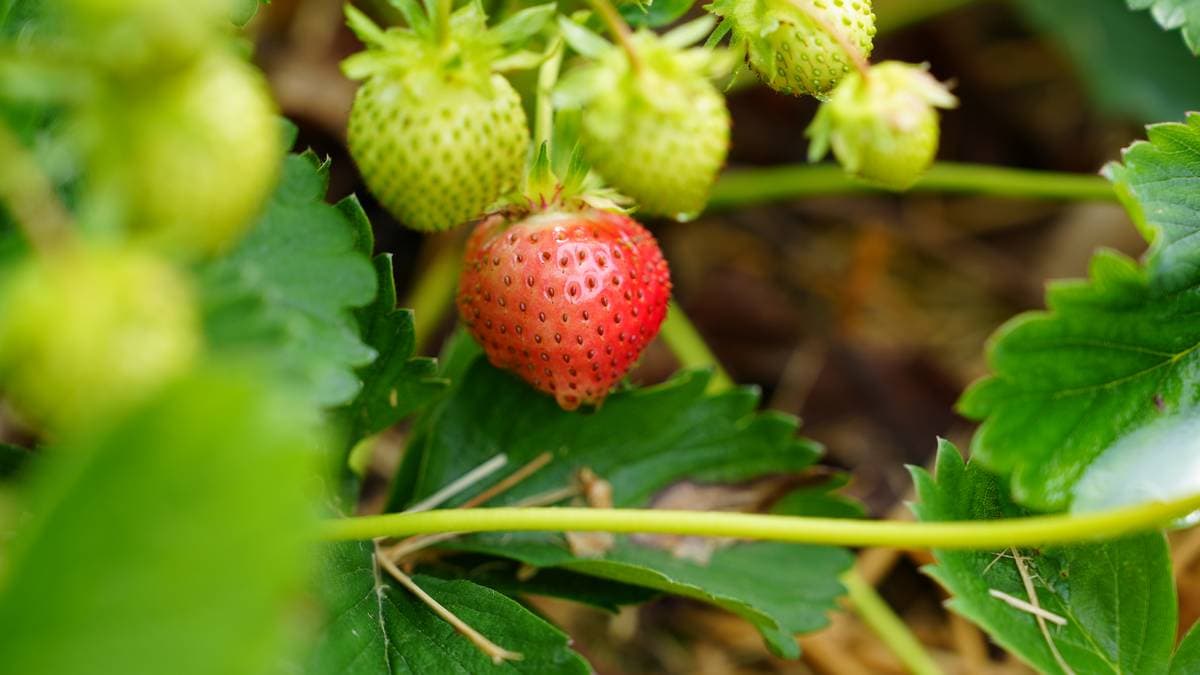 Jordbærsesongen tre uker forsinket
