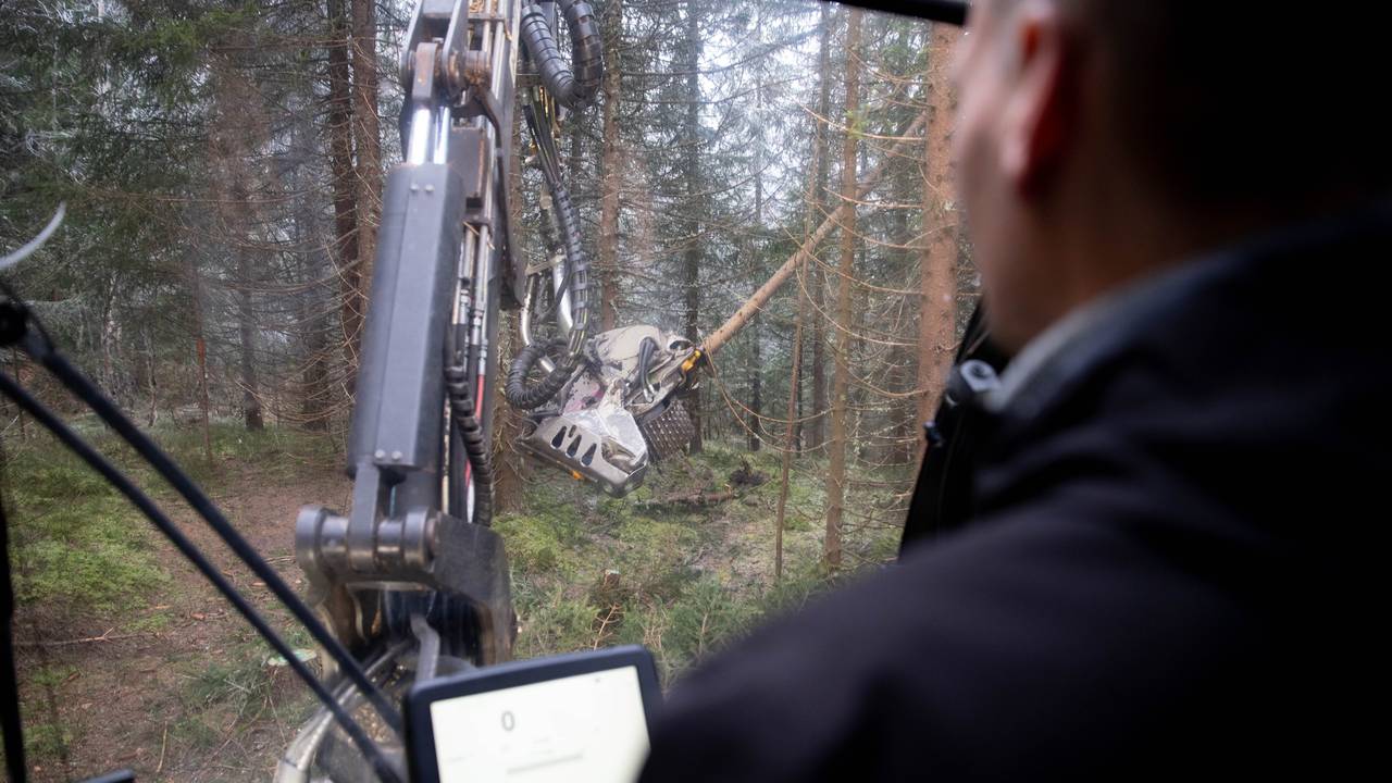 skog gran trefelling