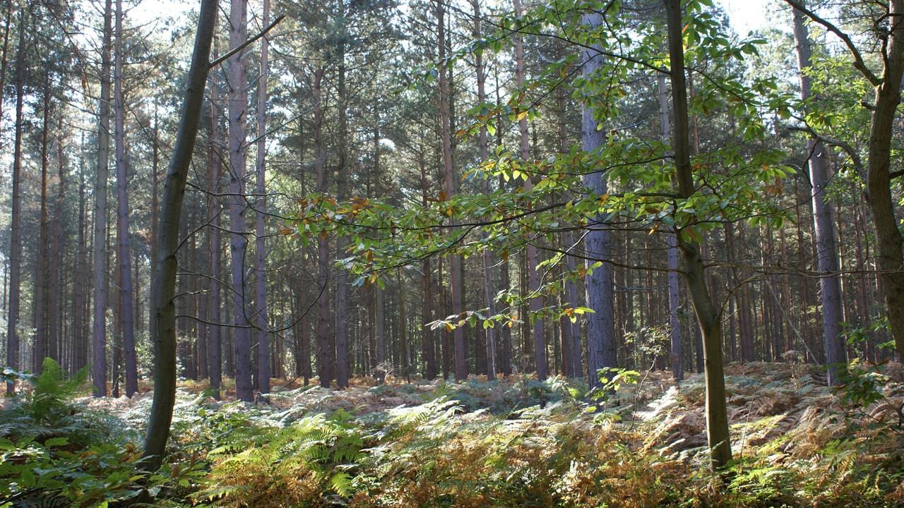 Blean wood