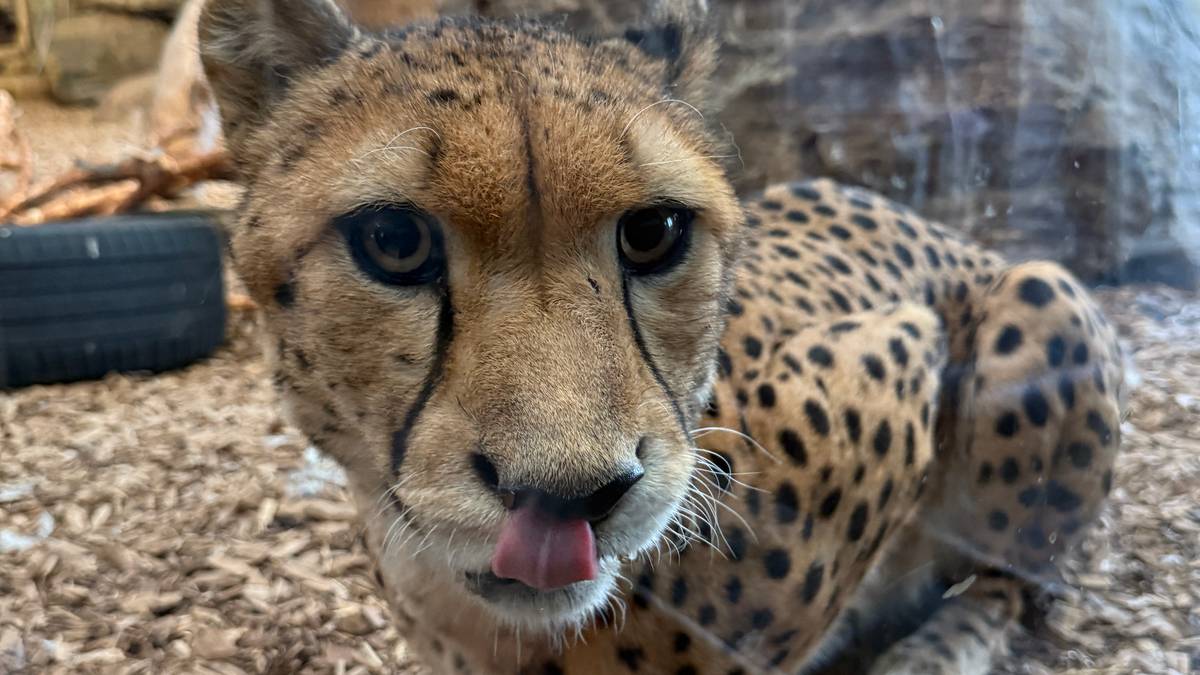 Nye tyske geparder til Kristiansand