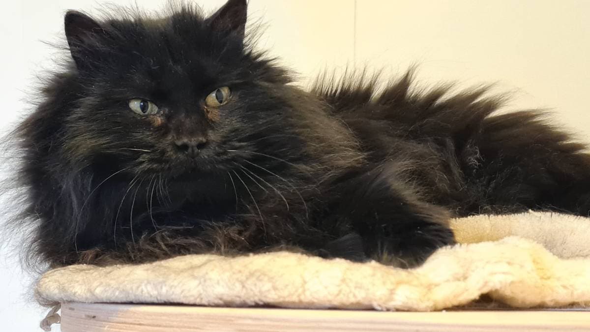 Le chat Narcissa à Tromsø a été retrouvé après huit ans – NRK Troms et Finnmark