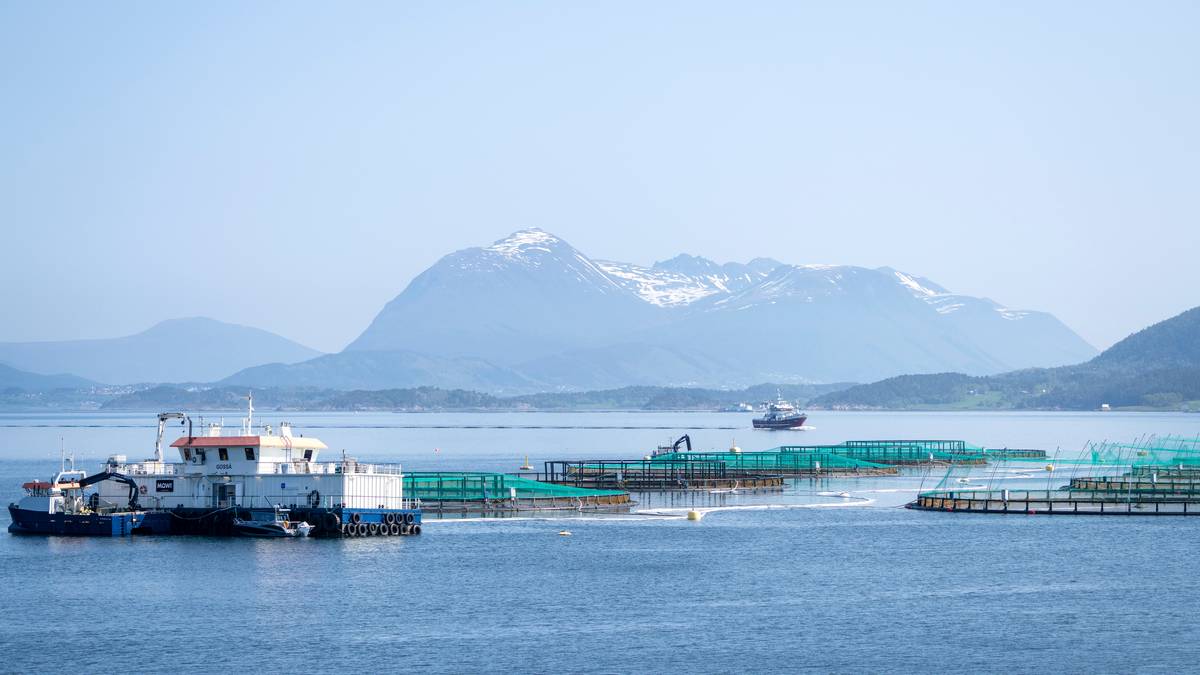 Fleire laksegigantar betalte ikkje ei krone i lakseskatt i 2023
