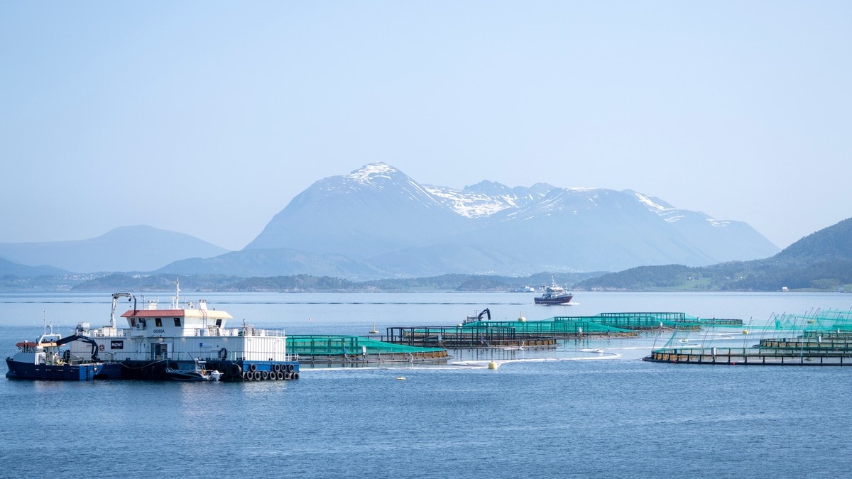 Fleire laksegigantar betalte ikkje ei krone i lakseskatt i 2023