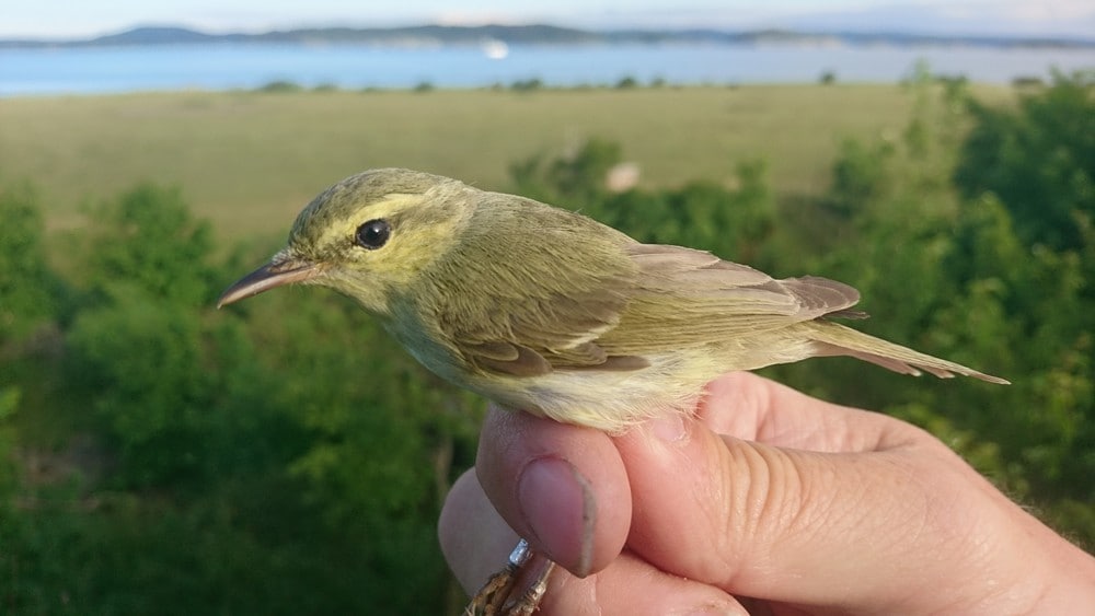 Denne fuglen er aldri sett i Norge før