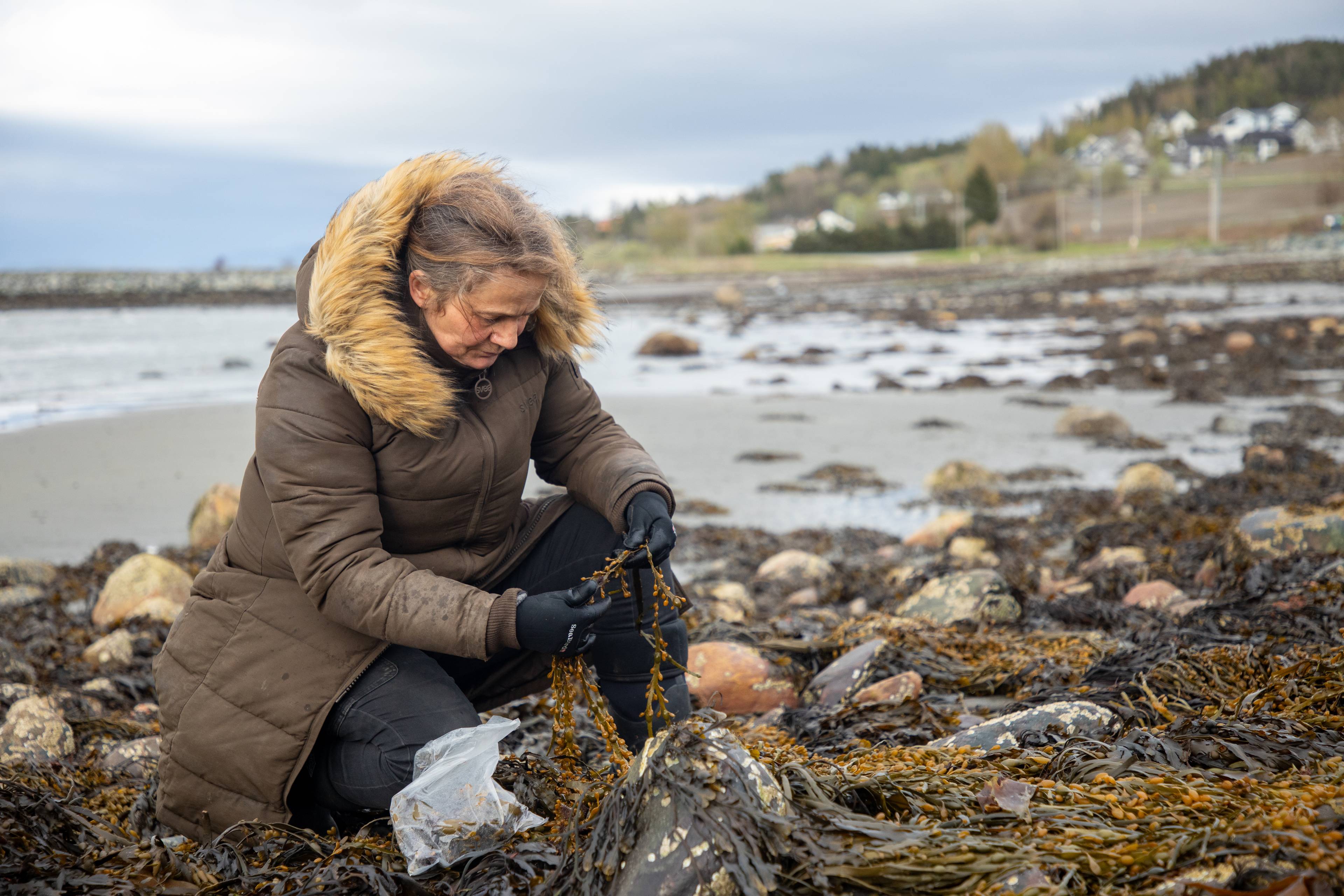 En kvinne samler tang på en steinstrand. Hun er kledd i en brun vinterjakke med pelskrage og svarte hansker. En plastpose med tang ligger ved siden av henne. I bakgrunnen skimtes havet og en bebyggelse i åssiden.