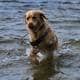 Randi Helene Dyngedal Bakke / Privat En gyllen retriever står i vannet med deler av kroppen nede i vannet. Hunden har på seg en sele og stikker ut tungen mens den hopper. Vannsprut omgir den, og bakgrunnen viser en urolig vannflate. Bildet illustrerer et øyeblikk av lek og aktivitet. (Bildebeskrivelsen er laget av en KI-tjeneste)