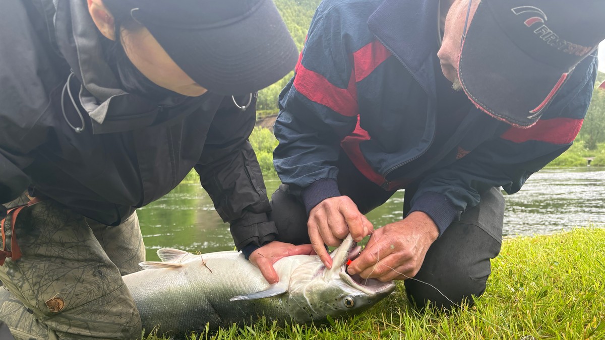 – Noen må innse at fisken i elva er den samme som i fjorden