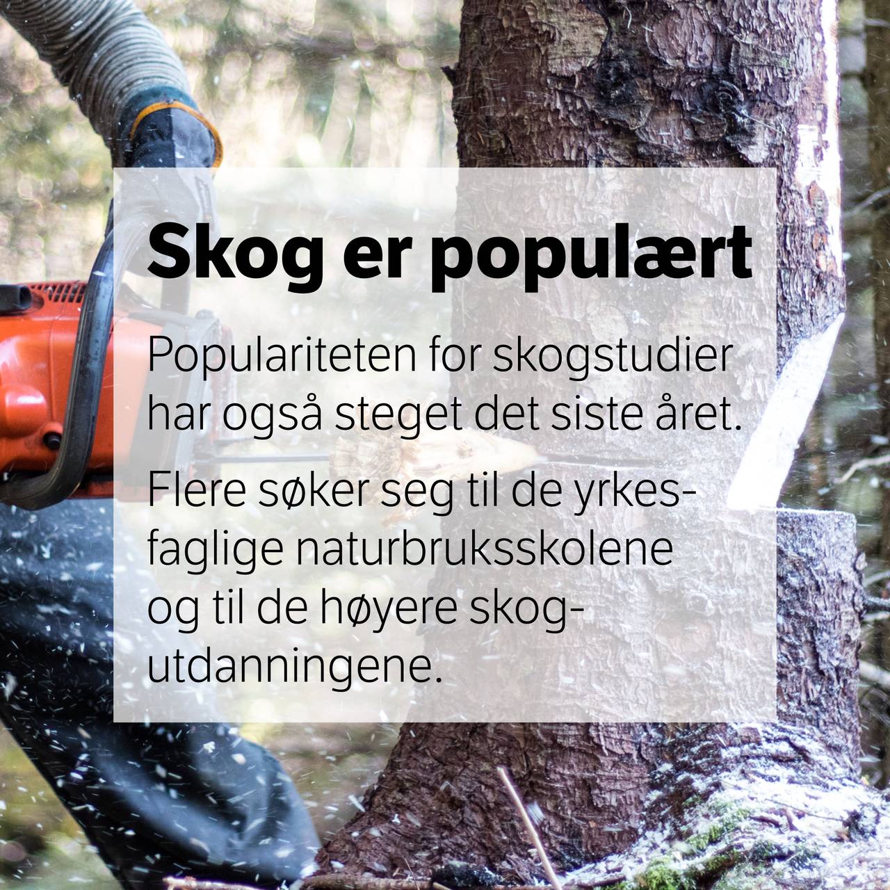Skogfakta grafikk