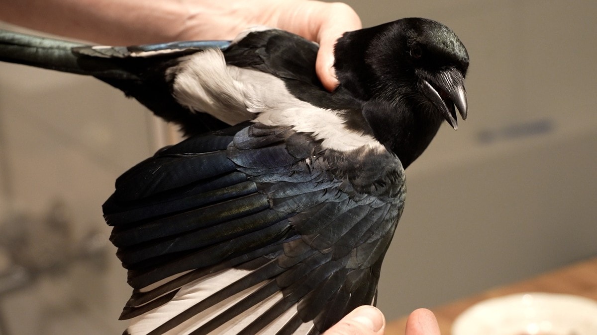 Fekk skjære i peisen – rigga til spa på badet