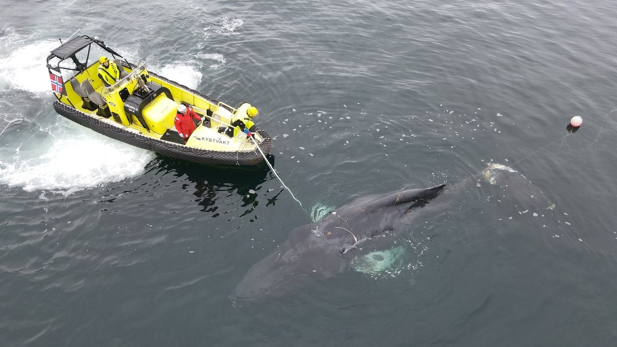 Hvalen som var fast i Lofoten er nå avlivet