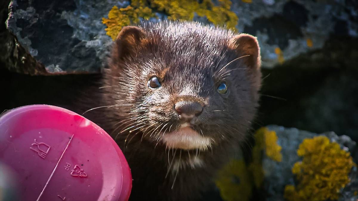 Vil ikke innføre skuddpremie i Risør