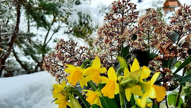 Påskeliljer med snø og vinterlandskap i bakgrunnen