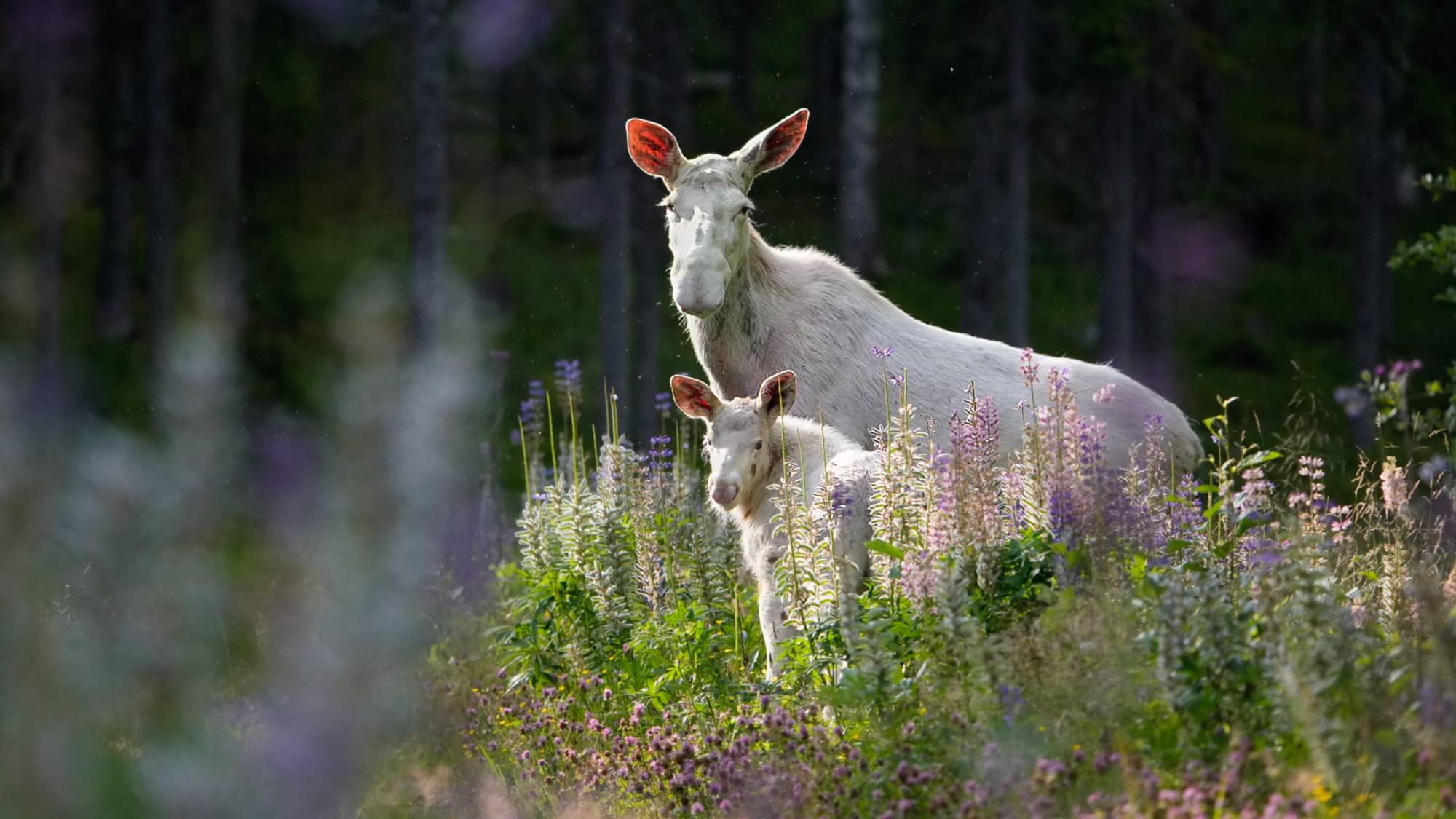 Hvit elgku med kalv står i en blomstereng foran en mørk skog.