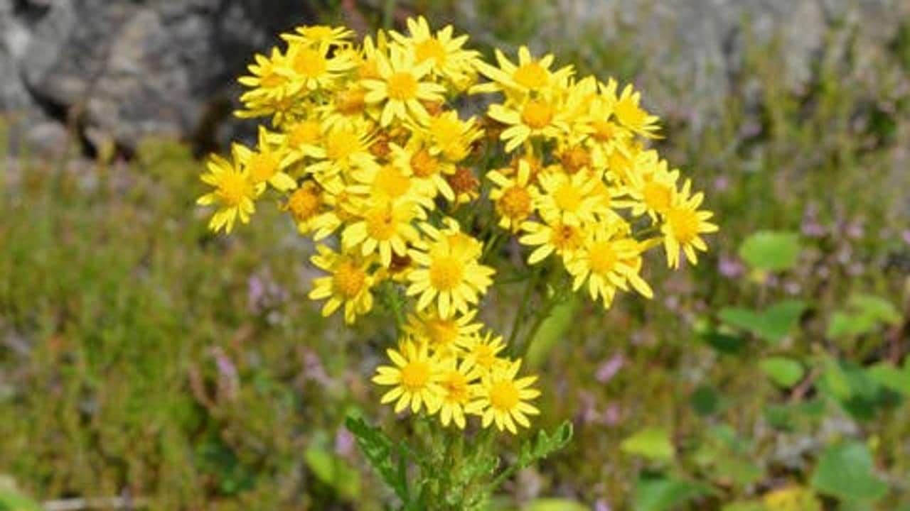 Landøyda i full blomst