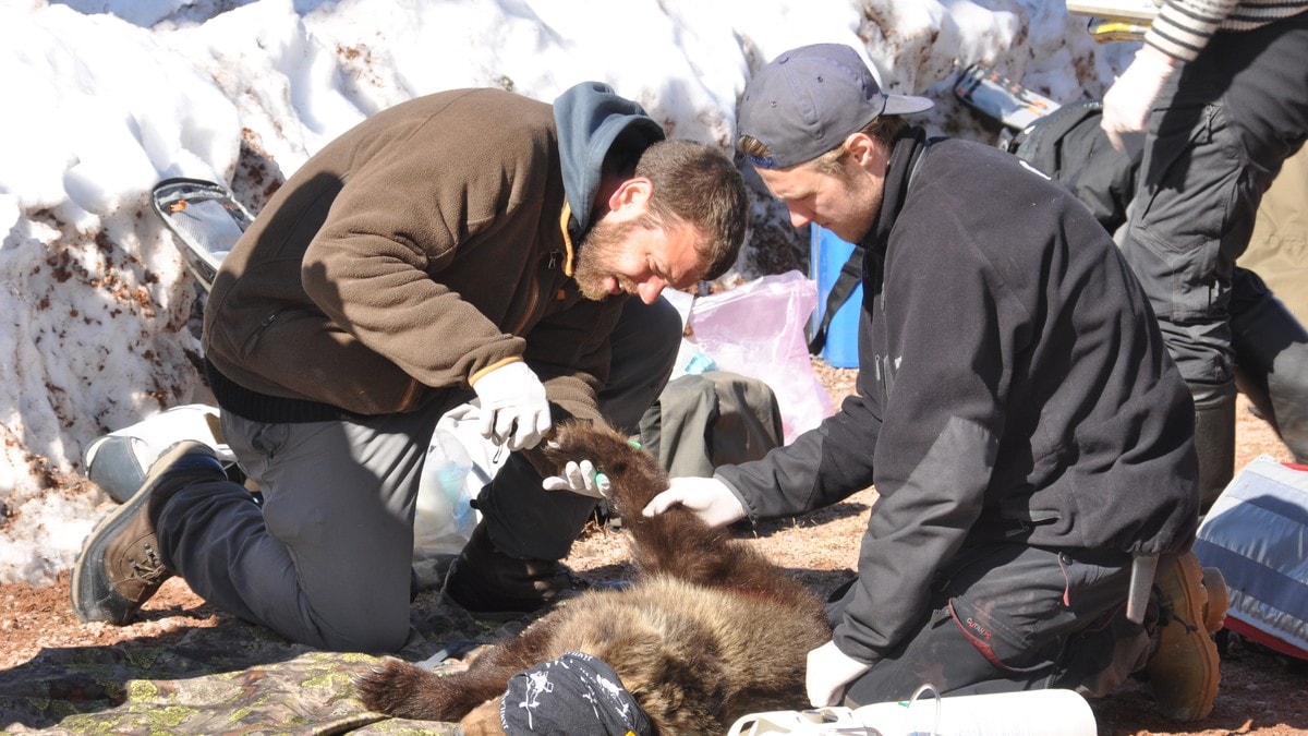 Ny forskning: «Alle» bjørner fulle av bly