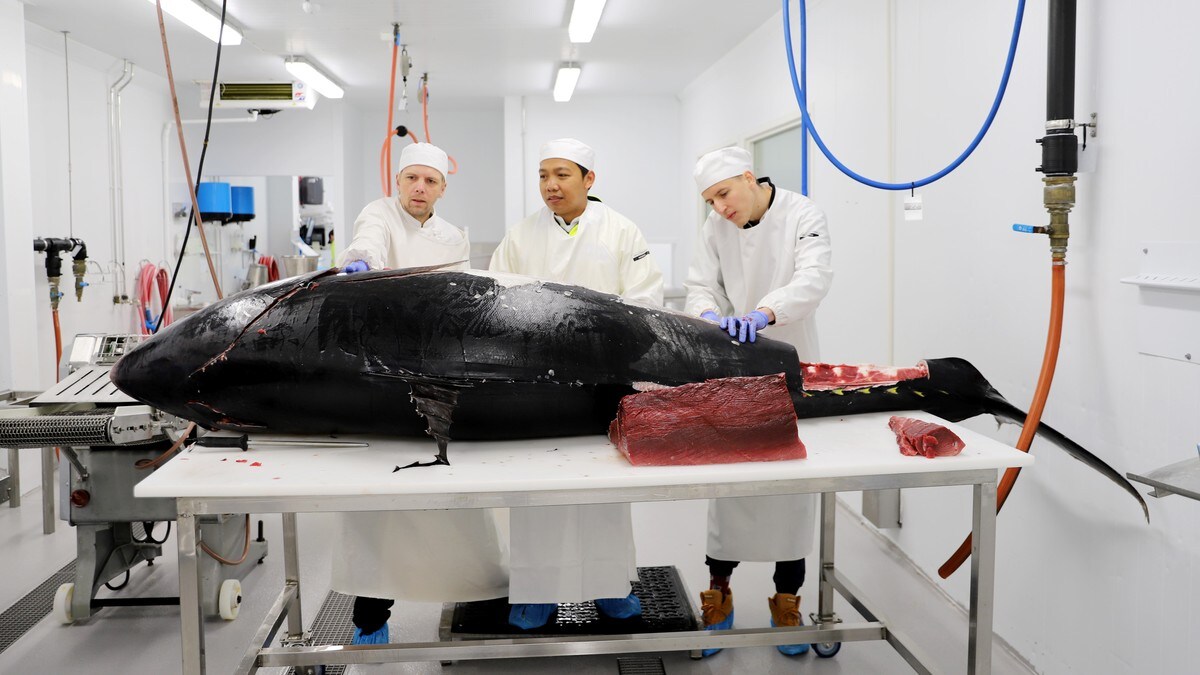 Den eksklusive tunfisken ble oppdaget i oppdrettsanlegg: – Blir mange tusen sushibiter
