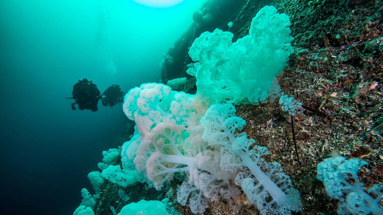 Hvite blomkål-koraller i fjorden ved Husevågøy