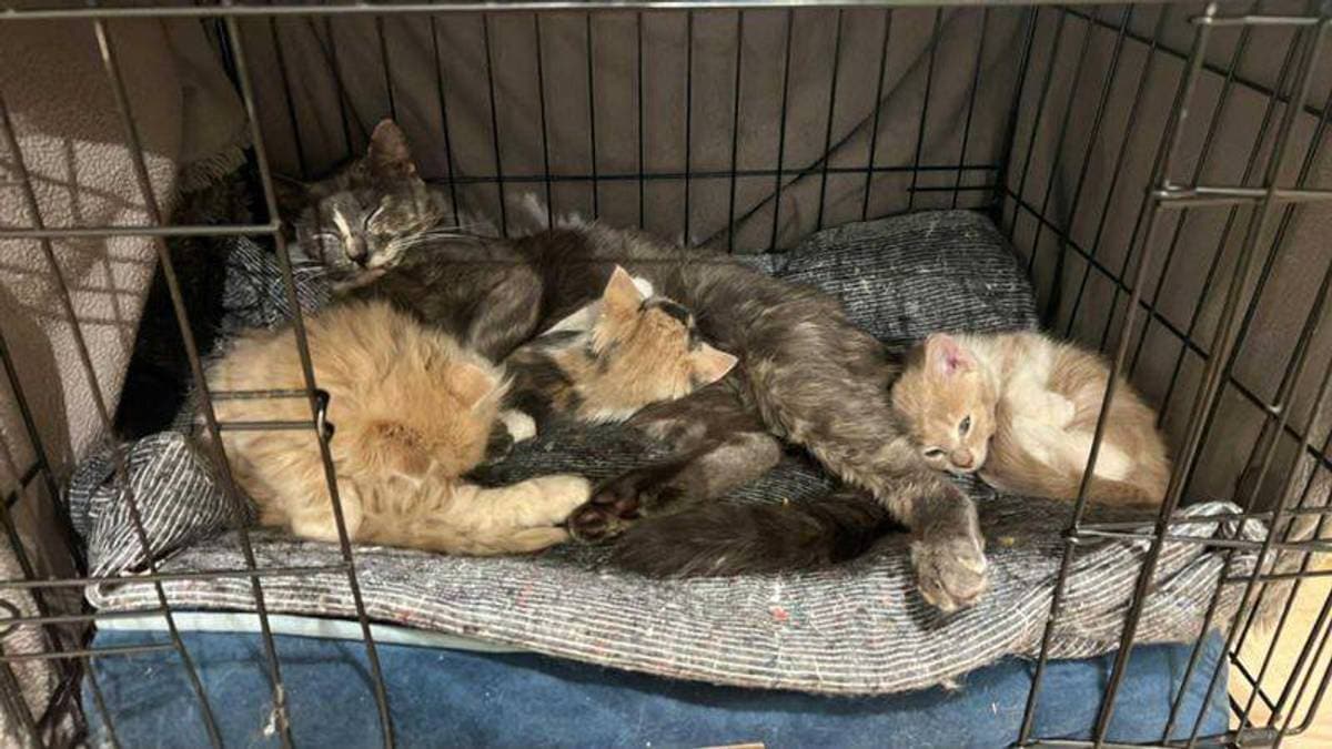 Satte igjen fire katter langs veien: – Bare flaks at ingen av kattene ble påkjørt