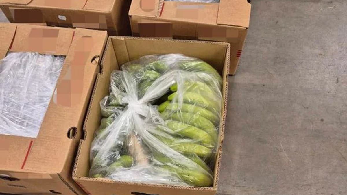 Tolletaten beslagla 147 kilo kokain i banankasser