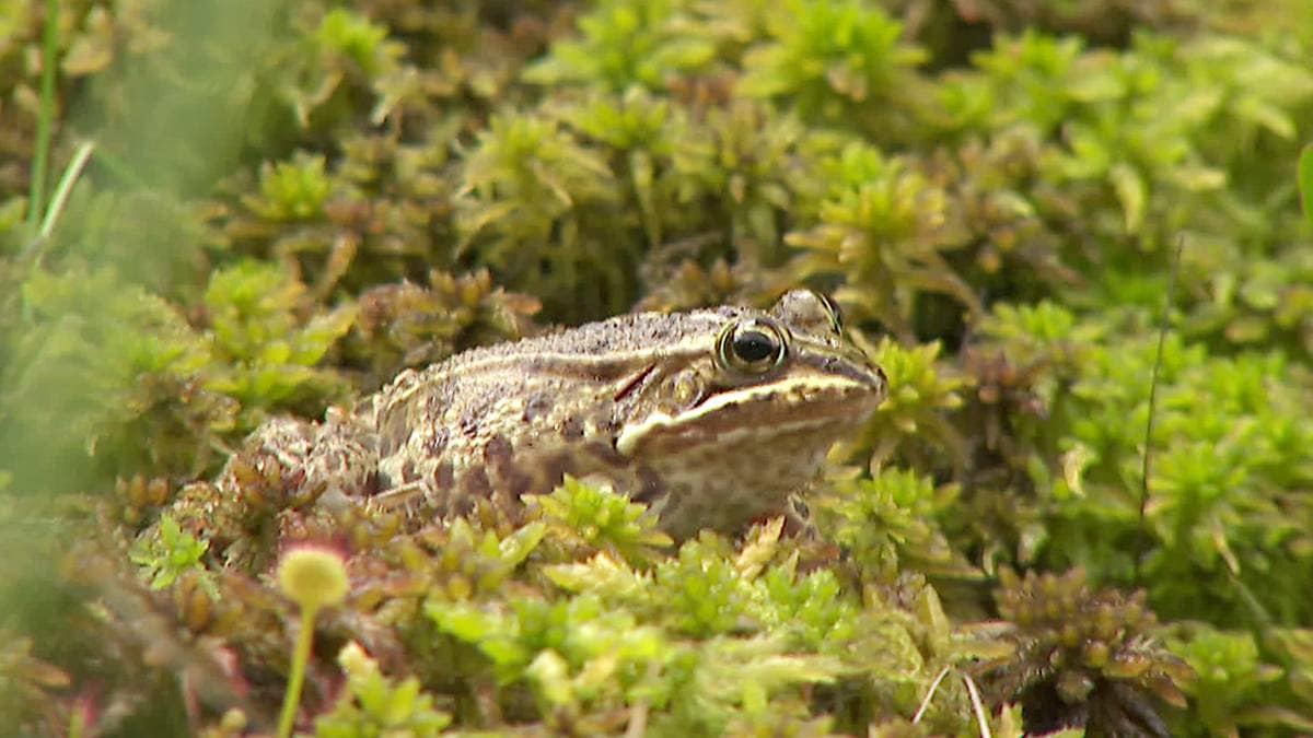 Vil verne leveområde for damfrosken