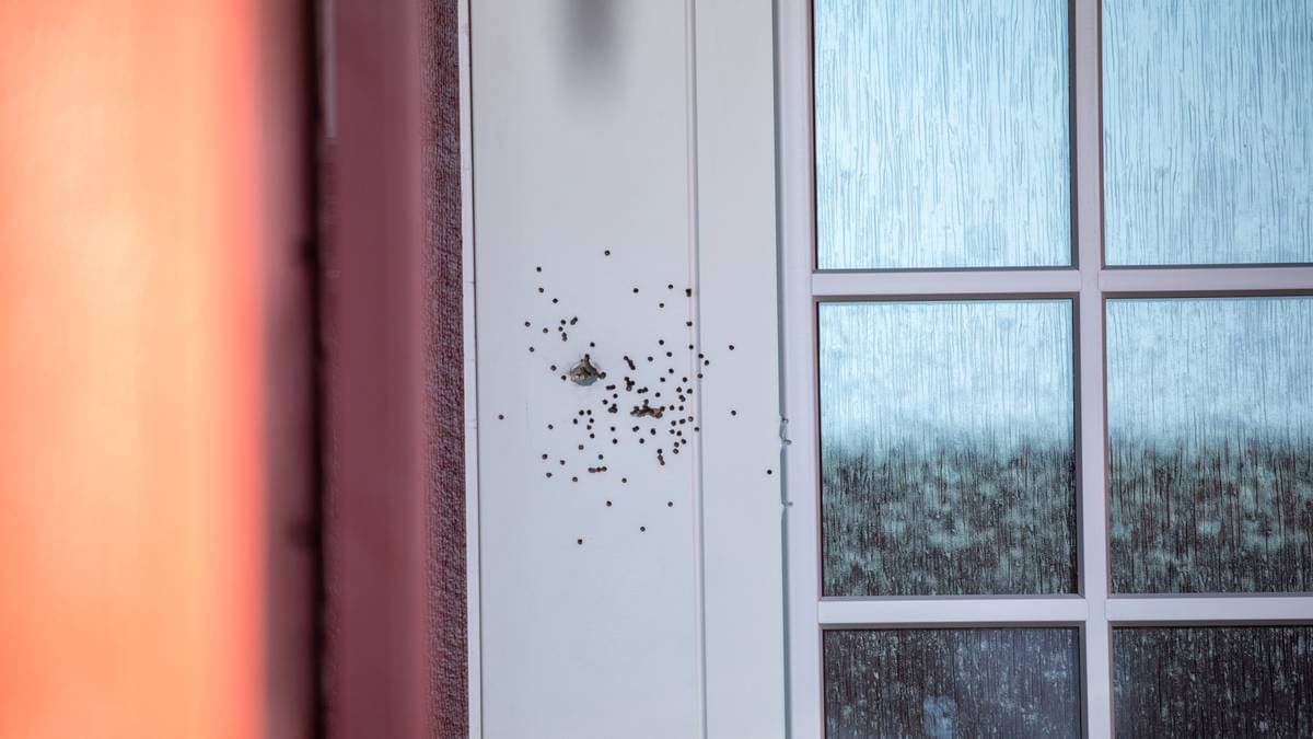 Hagleskudd avfyrt mot bolig: To menn pågrepet i Sverige