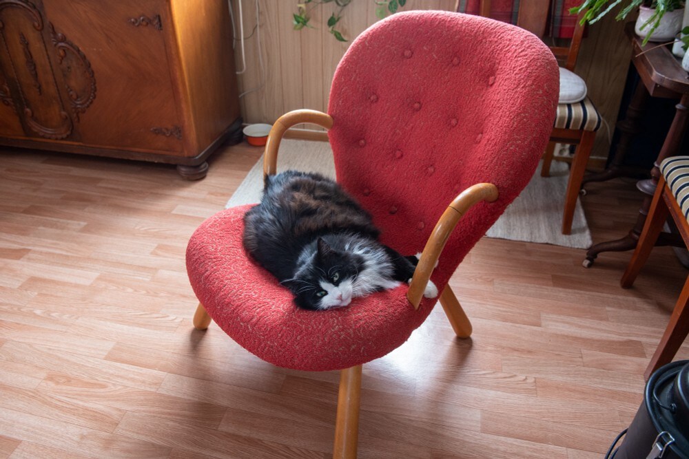 Solgte kattens favorittstol for 50.000 kroner