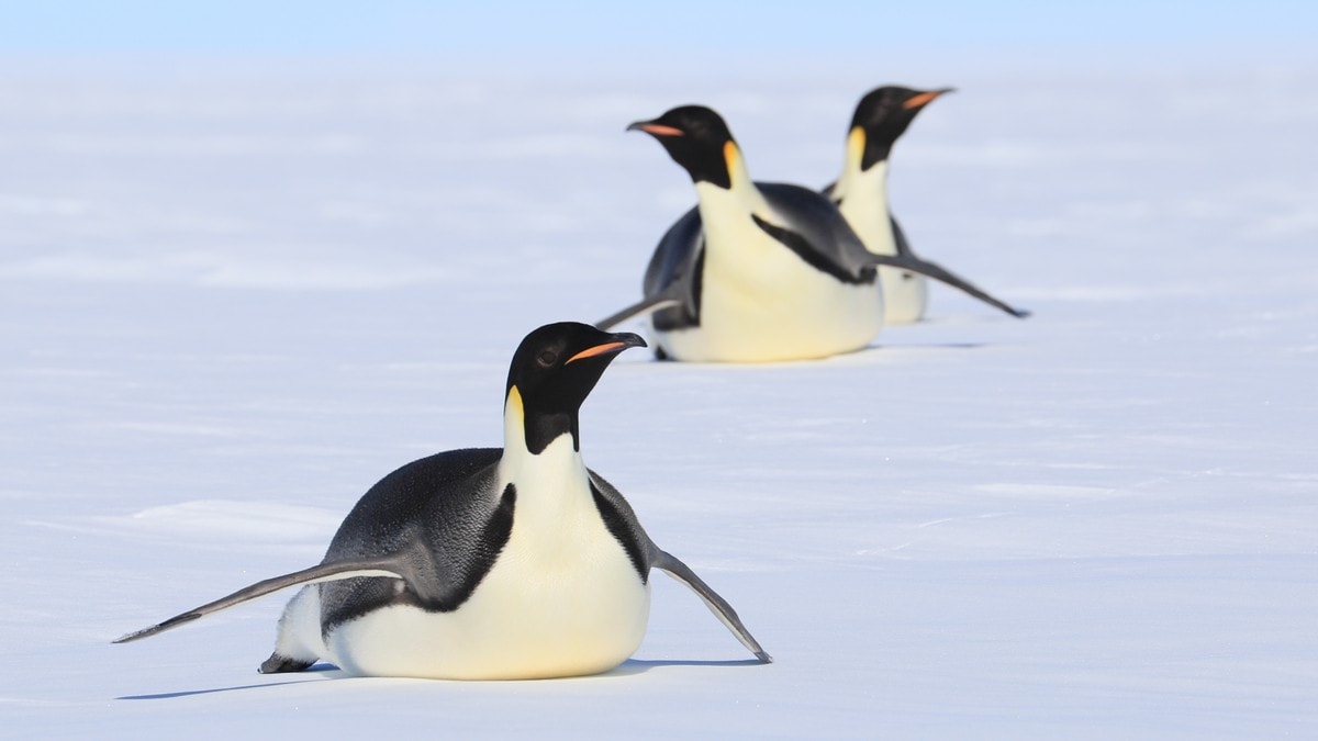 Keiseren av Antarktis kan få spesiell beskyttelse etter massedød