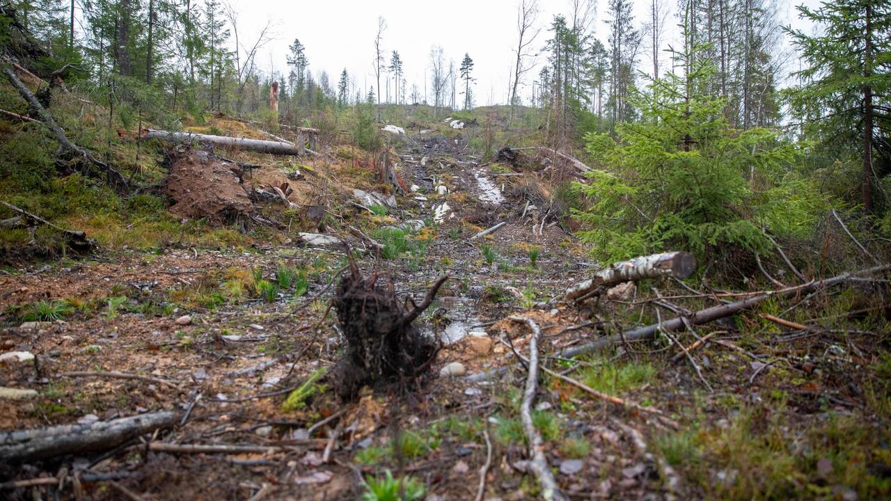 skog vinterbro