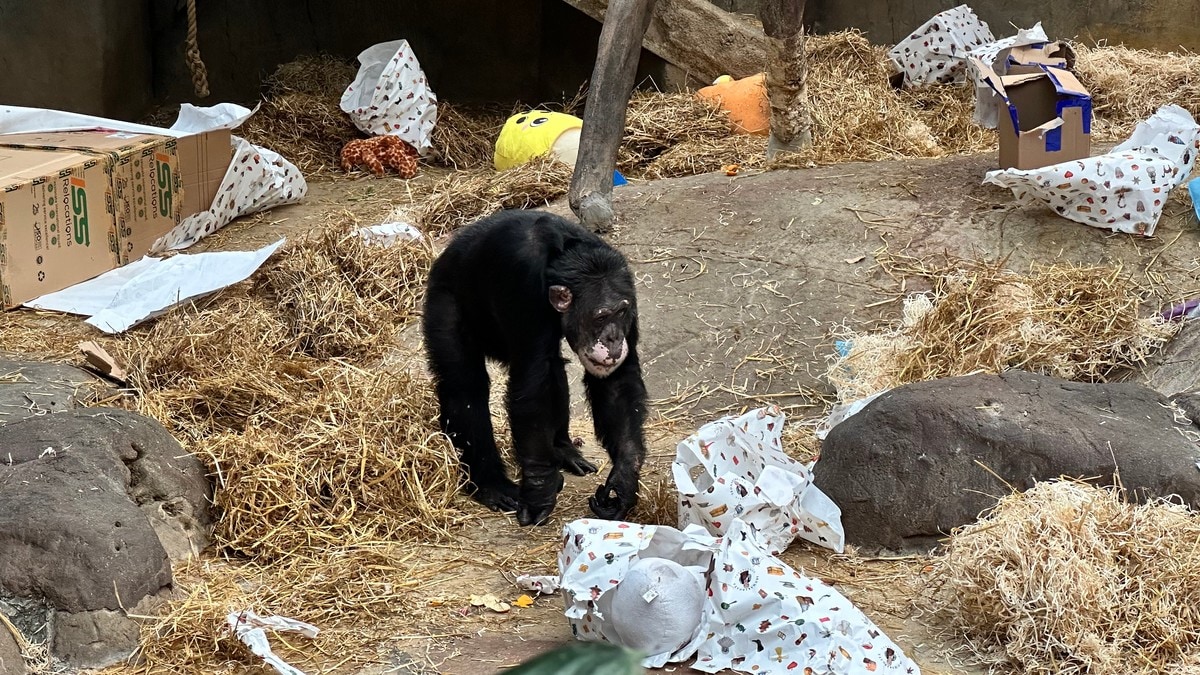 Sjimpansen Julius feiret 45 år i Kristiansand Dyrepark