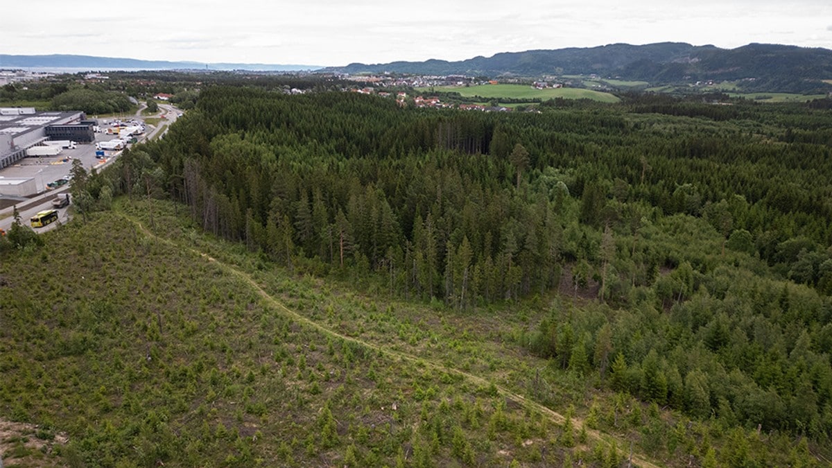 Denne skogen kan velte byrådet i Trondheim før de har begynt
