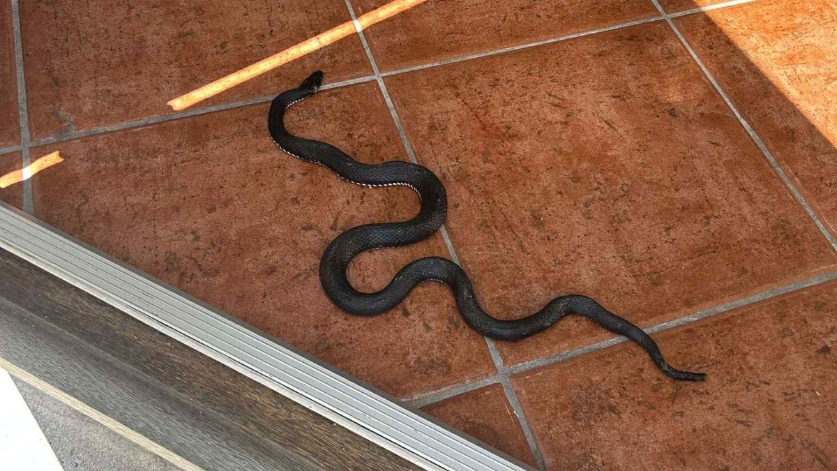 Katt dro buorm inn i hus på Nordstrand