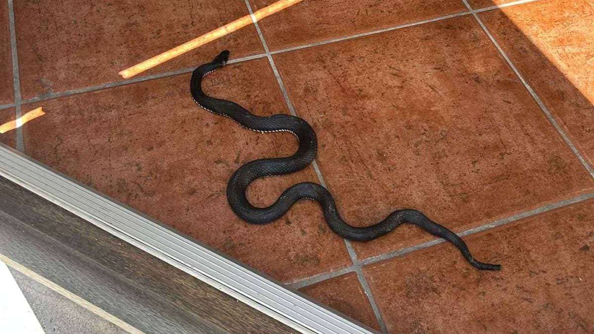 Slange kom inn kjøkkenveien: – Jeg ble livredd
