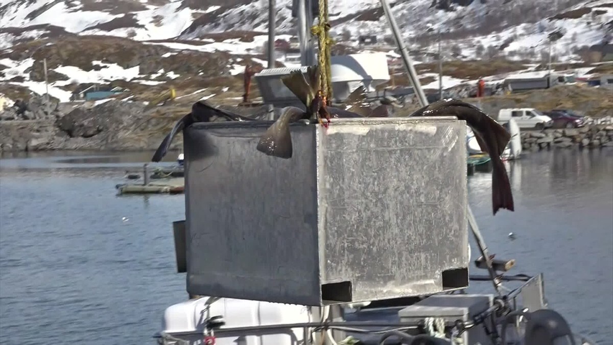 Se Nordnytt: Norges Fiskarlag vil ha strengere regler for fisketurisme