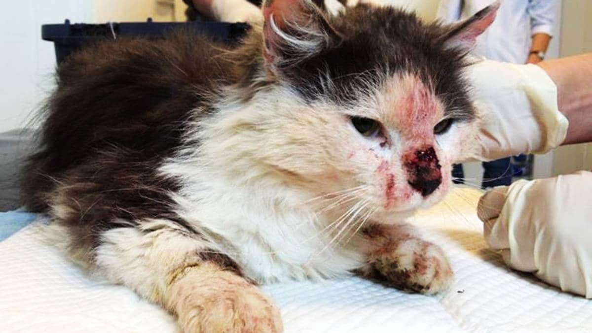 Dyrebeskyttelsen håper Noreg følger EU: – Vi ser jo ingen argument imot